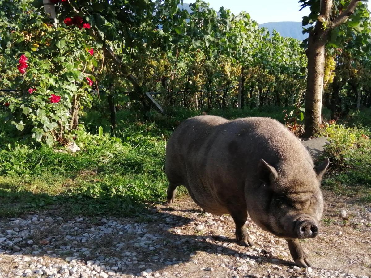 Kerschbamerhof Im Sueden Suedtirols Cortaccia
